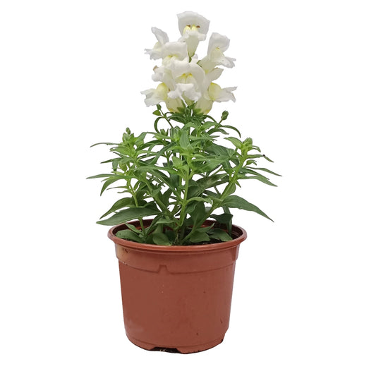 Antirrhinum Majus