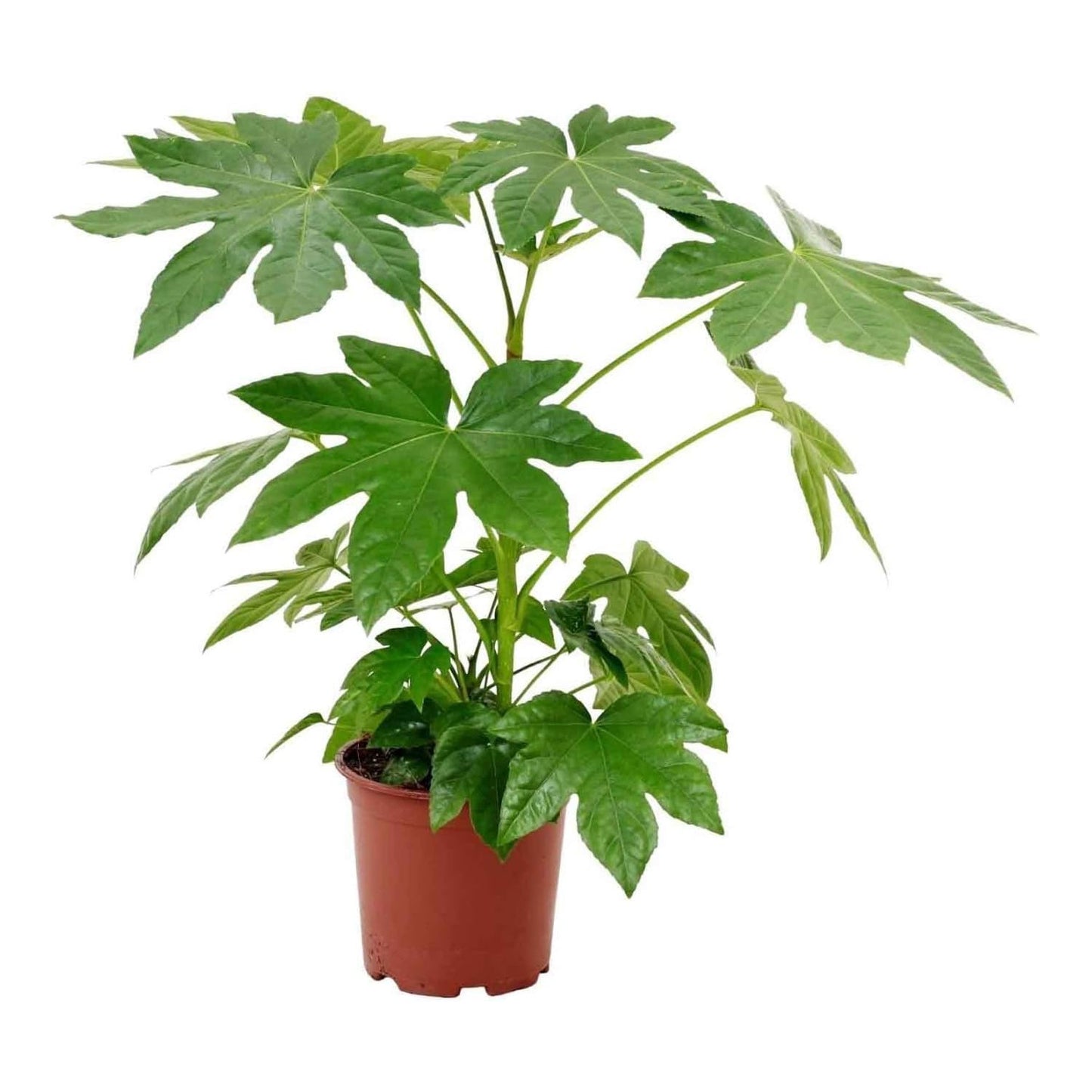 aralia planta