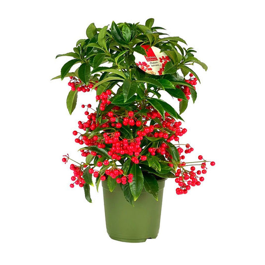 Ardisia Crenata