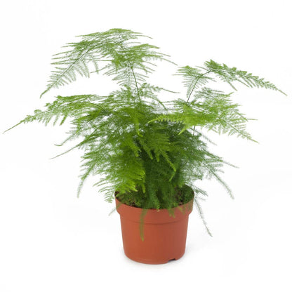 asparagus setaceus