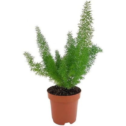asparagus sprengeri