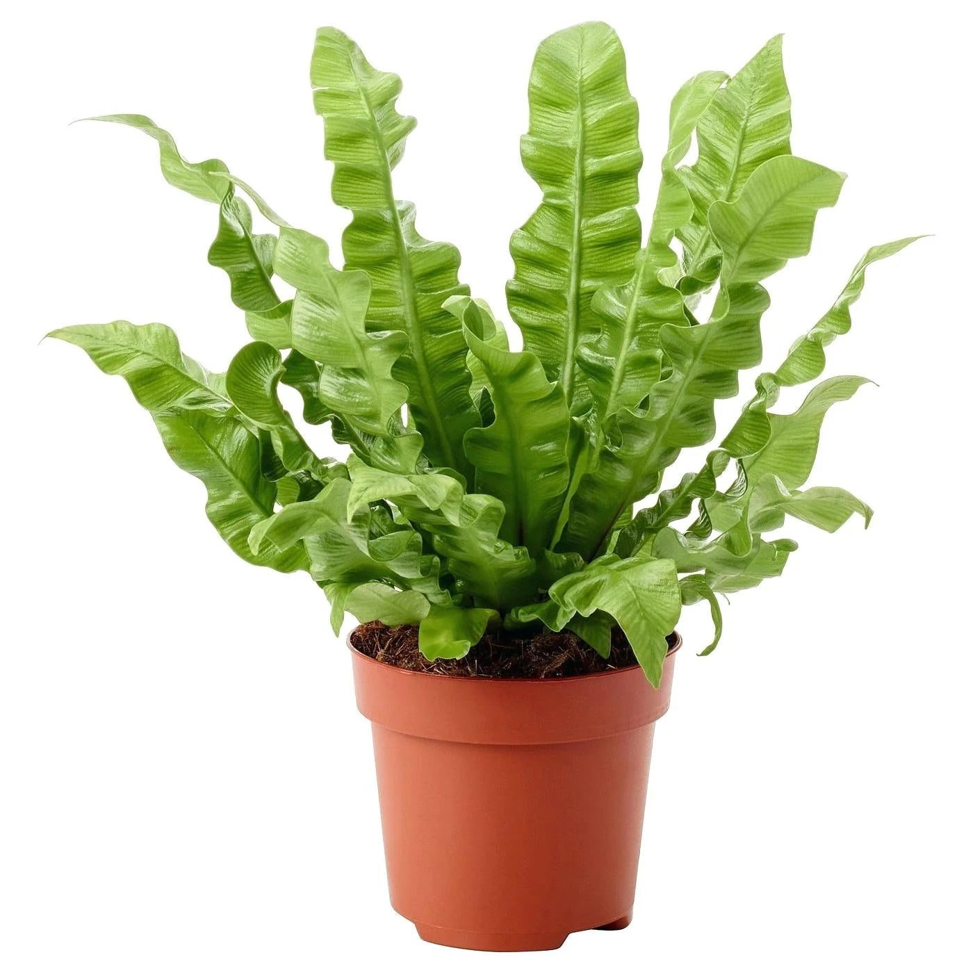 asplenium
