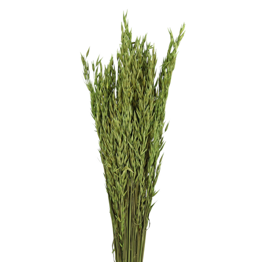 avena seca