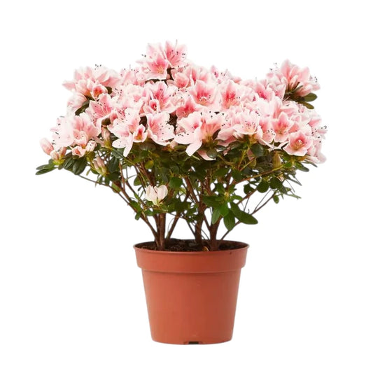 azalea planta