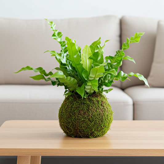 kokedama helecho nido