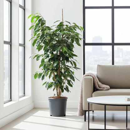 planta ficus benjamina interior