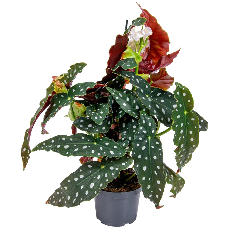 Begonia Maculata Wightii
