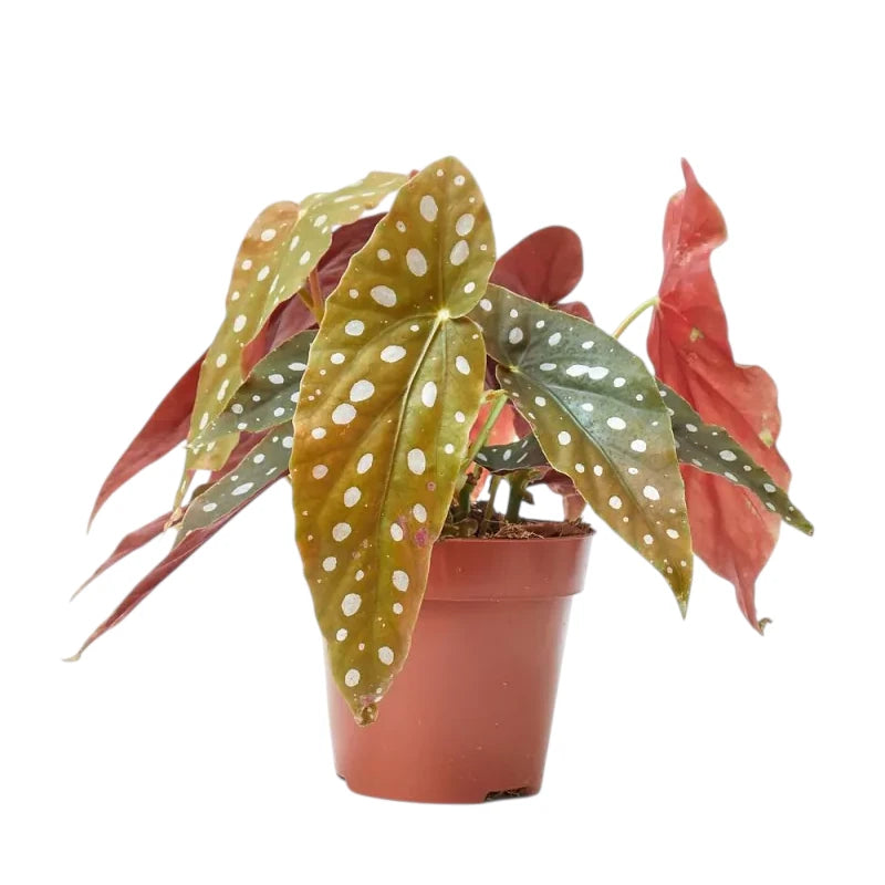 begonia maculata