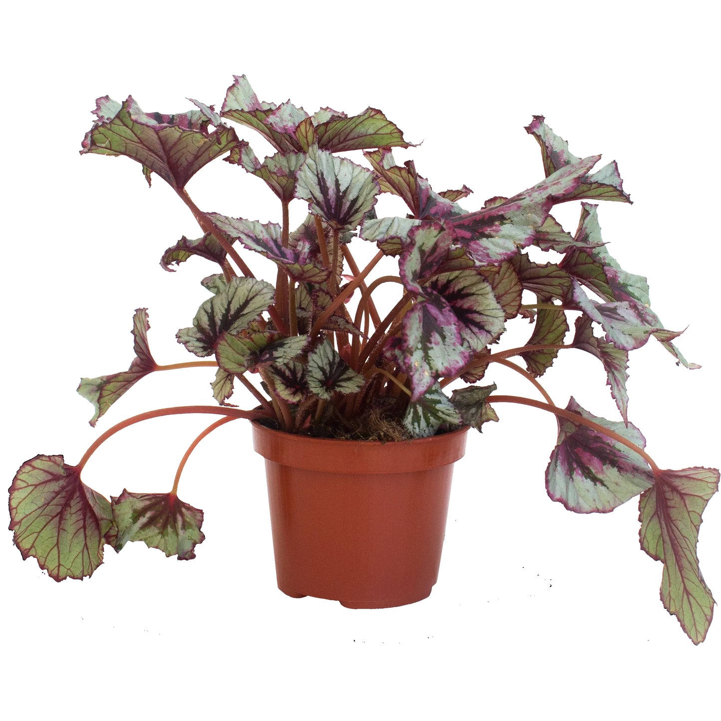 Begonia Rex
