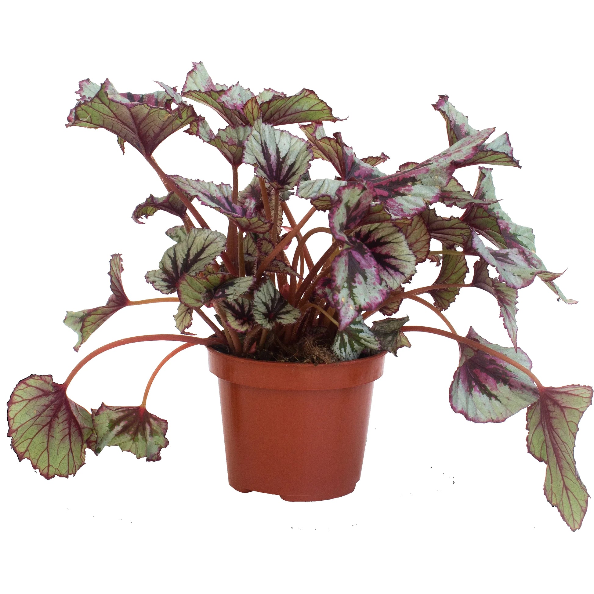 Begonia Rex