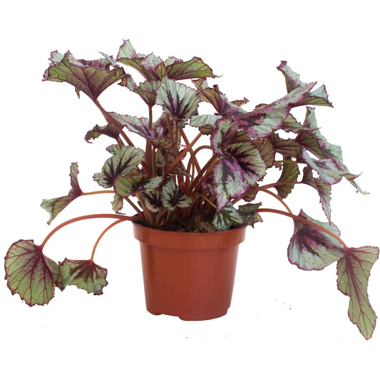 Begonia Rex