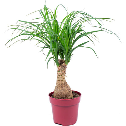 beaucarnea recurvata