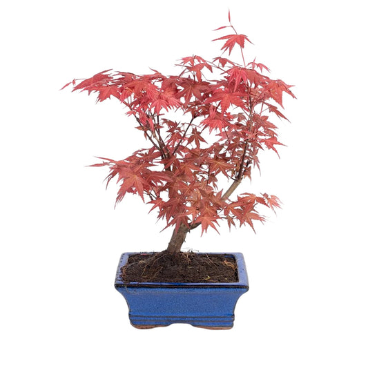 bonsai acer palmatum arce japones