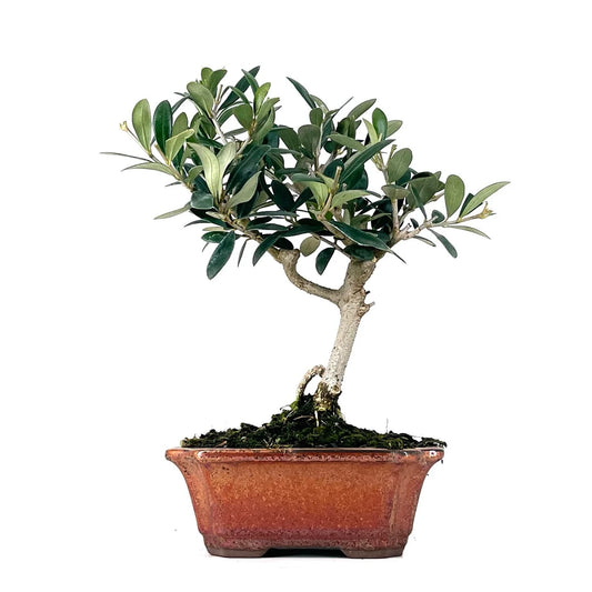 bonsái olivo olea europaea