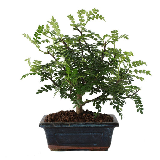 Bonsái Zanthoxylum Piperitum