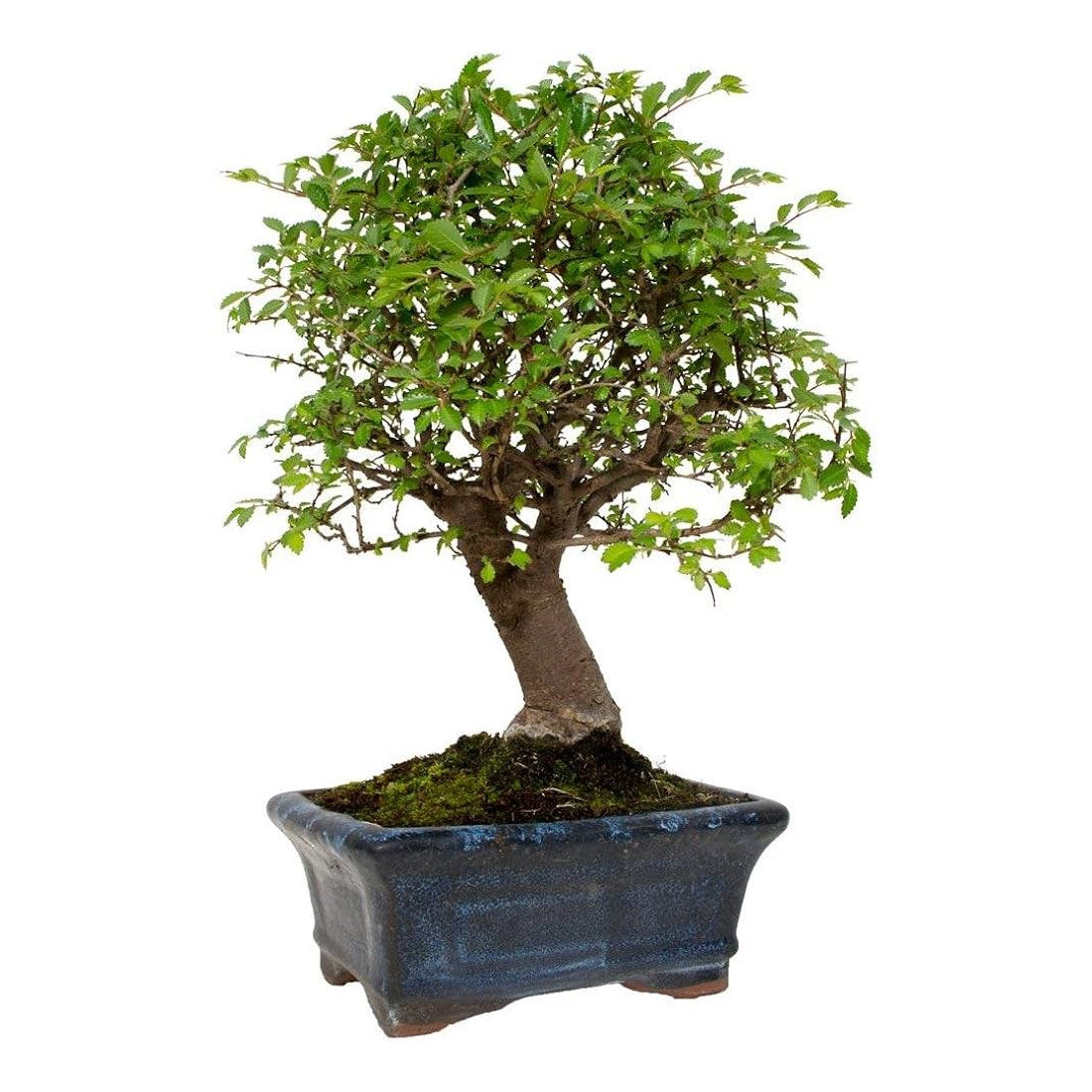 Bonsái Zelkova Parvifolia