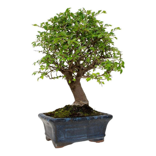 Bonsái Zelkova Parvifolia
