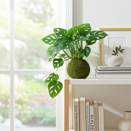 kokedama monstera adansonii natural