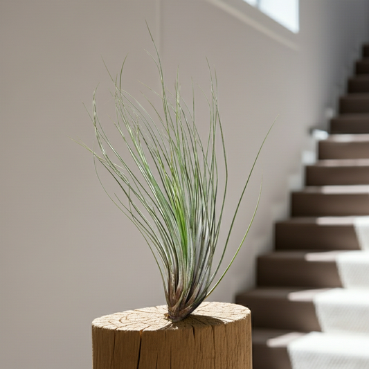 tillandsia juncea