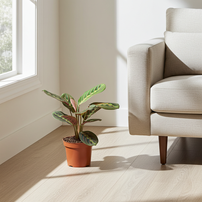 maranta en salón