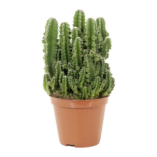 cactus del ordenador