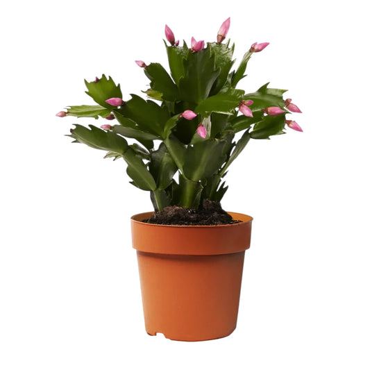 cactus navidad