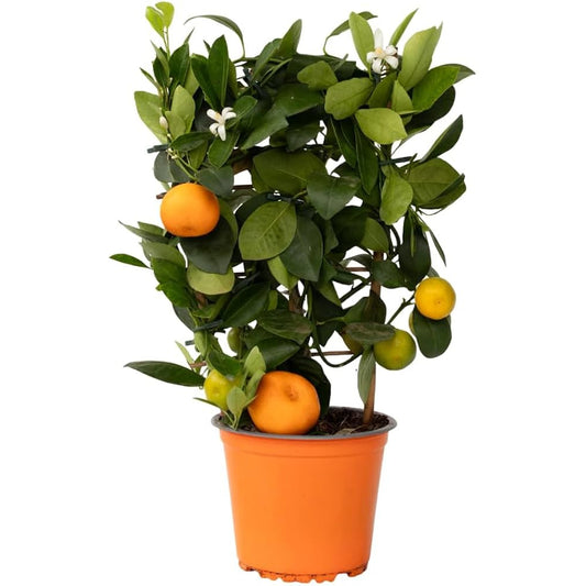 calamondin arbol