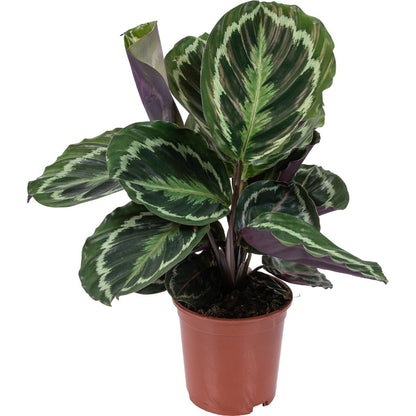 calathea medallion
