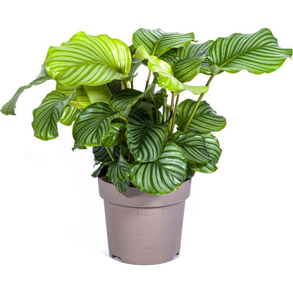 calathea orbifolia