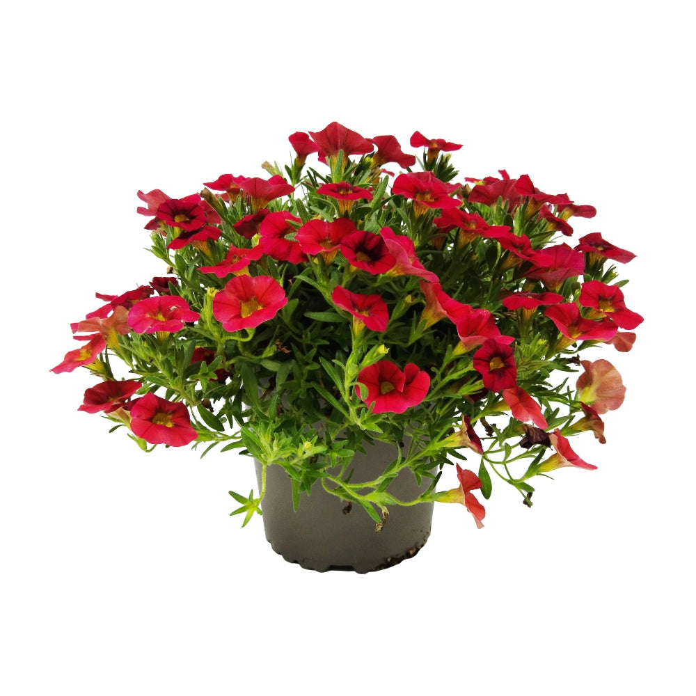 Calibrachoa Hybrida