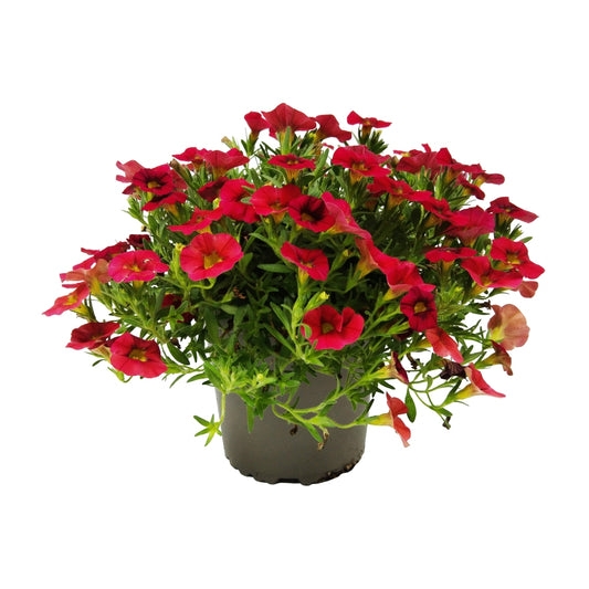 Calibrachoa Hybrida