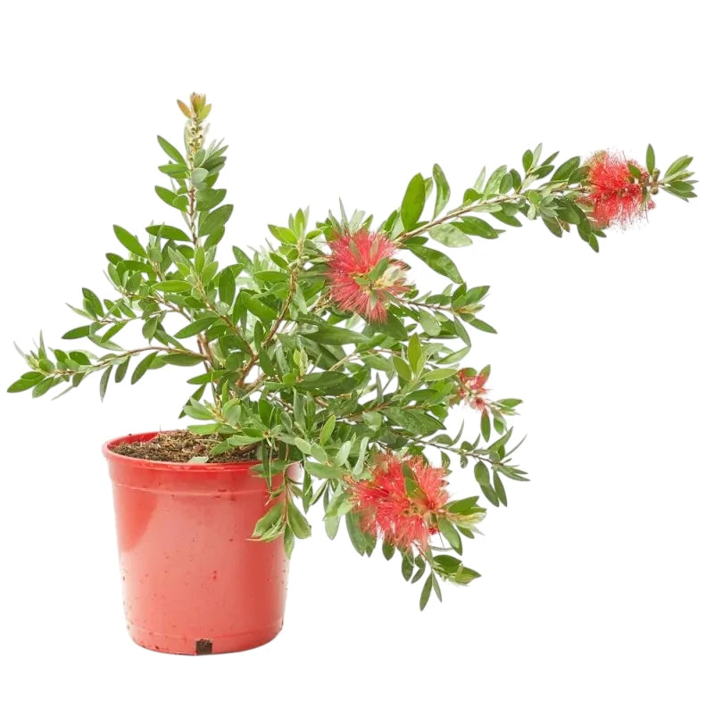 callistemon