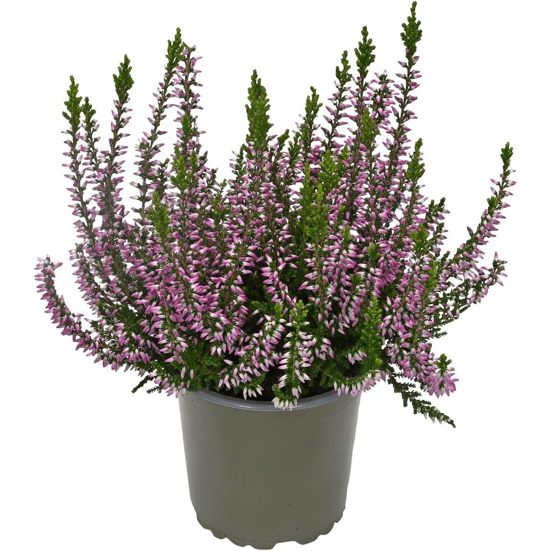 calluna brezo