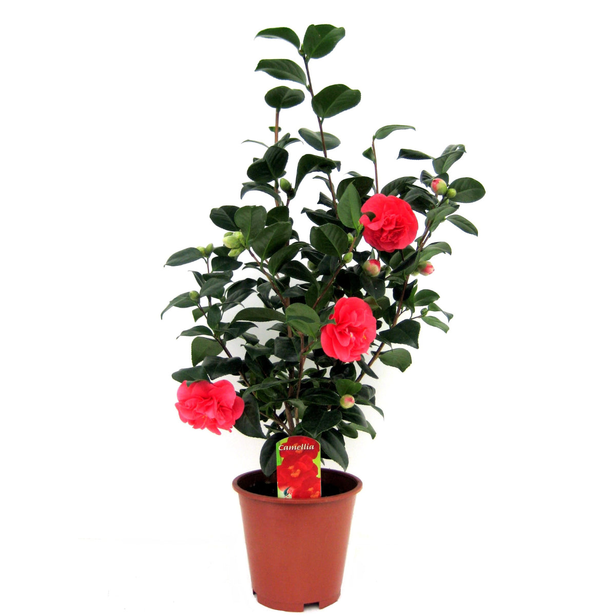 camelia japonica