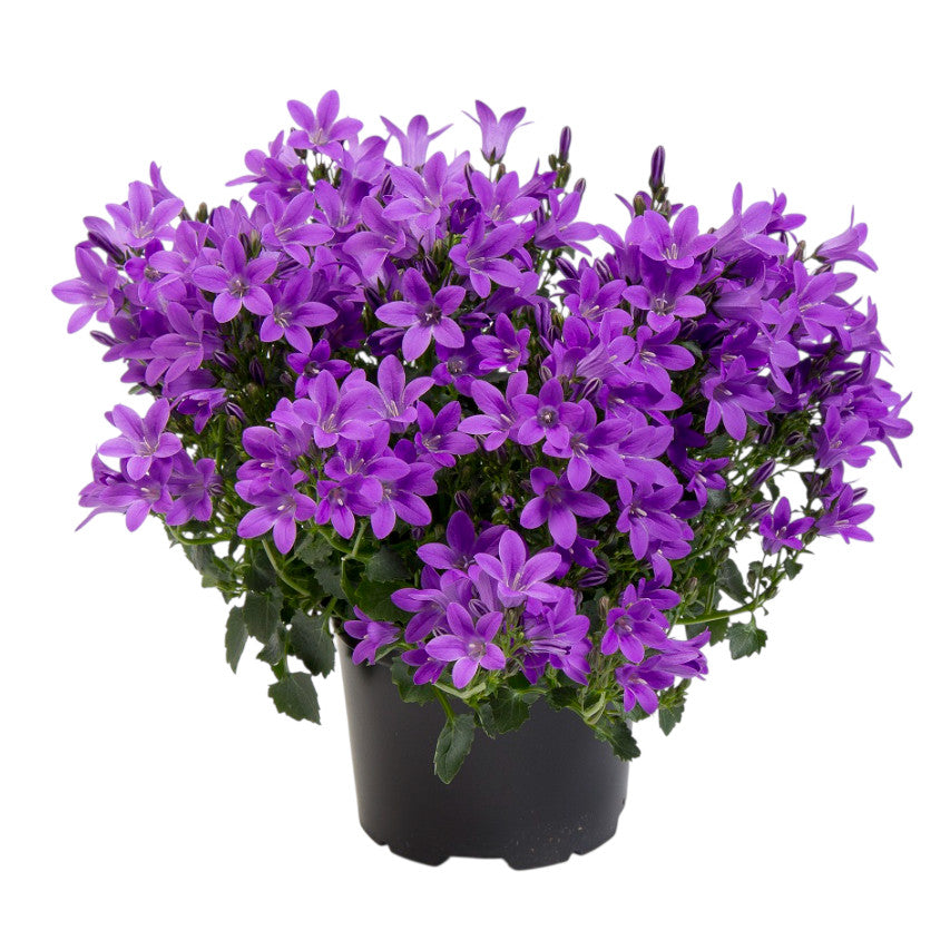 campanula flor