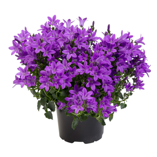 campanula flor