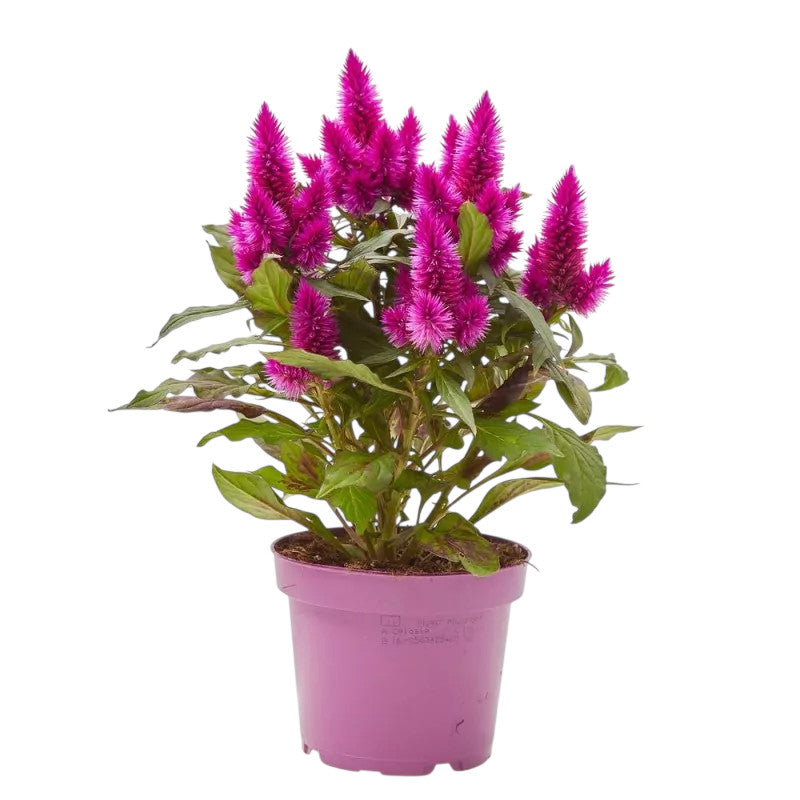 celosia argentea