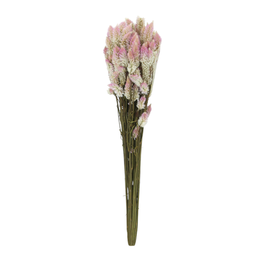 Celosia Plumosa Seca