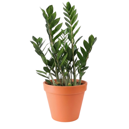 Zamioculcas Zamiifolia