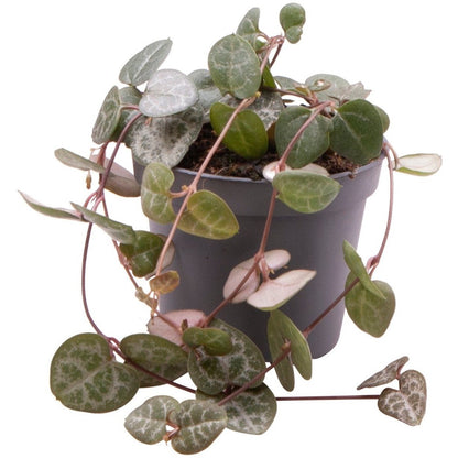 ceropegia woodii