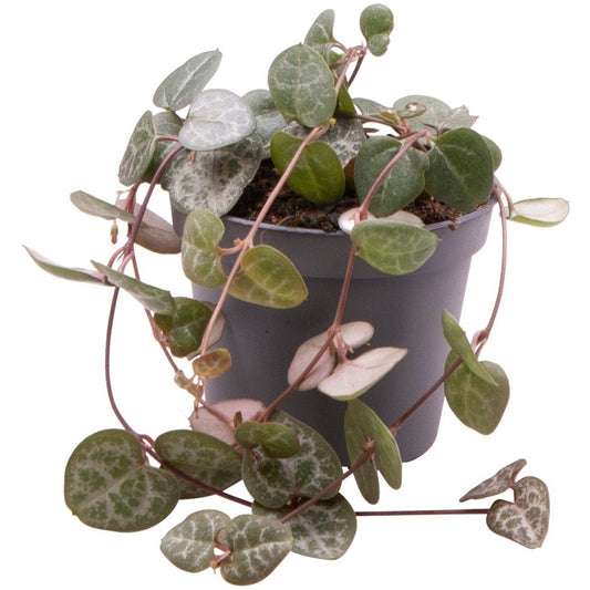 Ceropegia Woodii