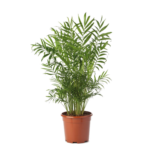 Chamaedorea Elegans
