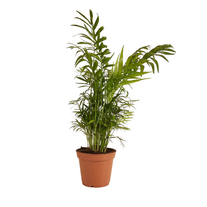 chamaedorea elegans