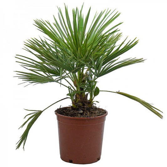 Chamaerops Humilis