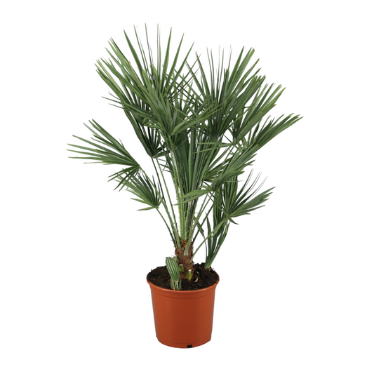 Chamaerops Humilis