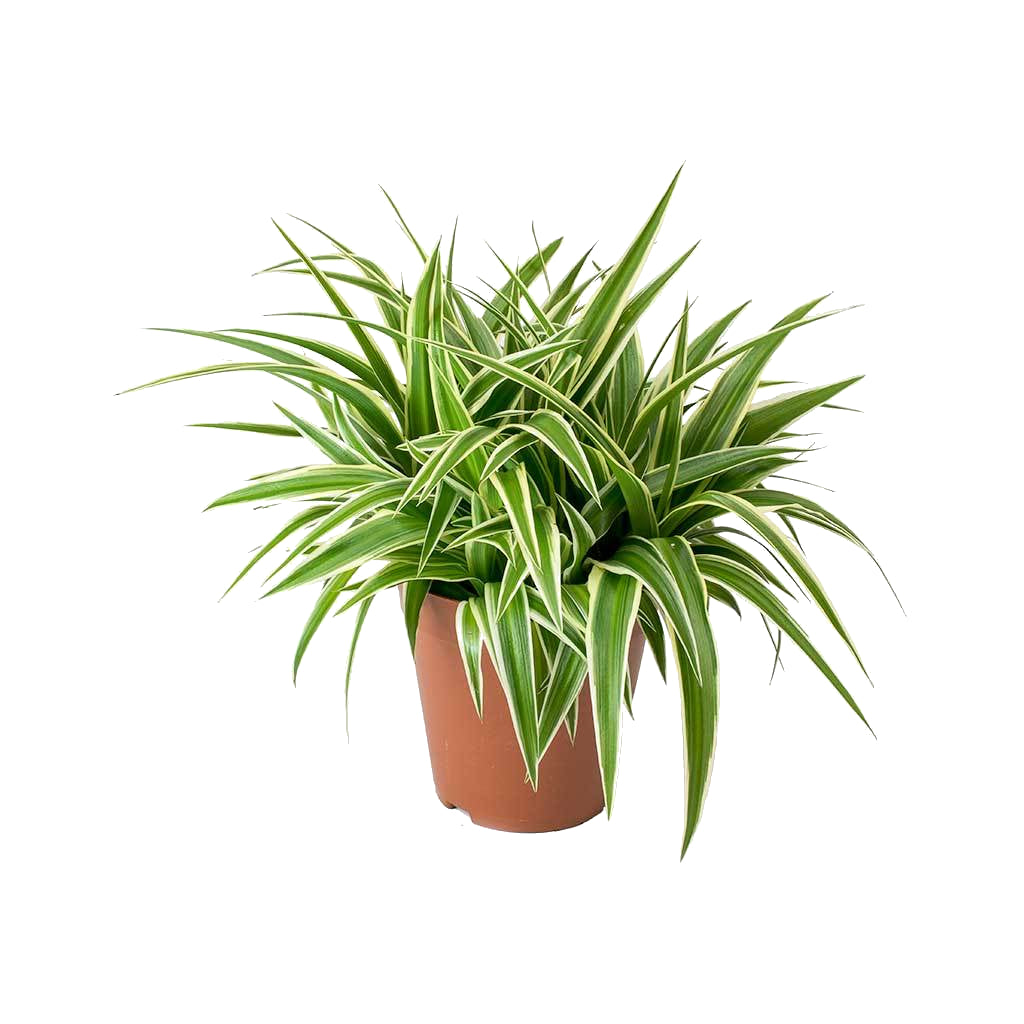 Chlorophytum Comosum