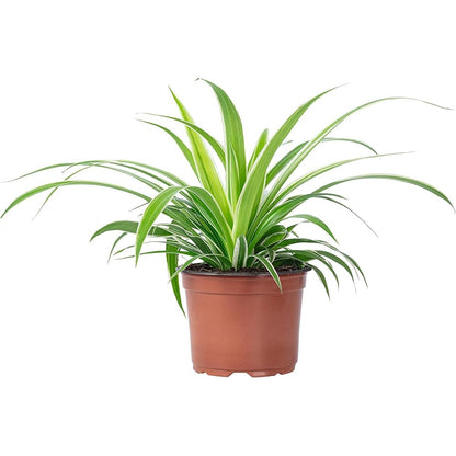 chlorophytum