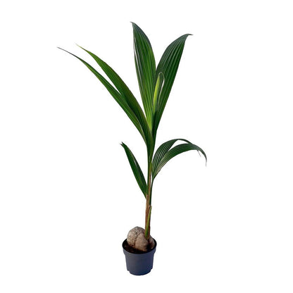 cocos nucifera