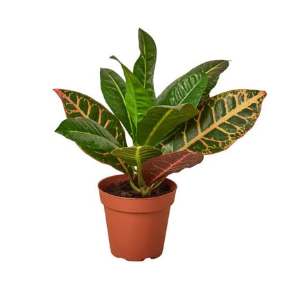 croton petra