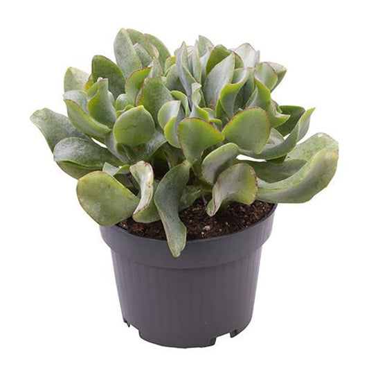 Crassula Arborescens